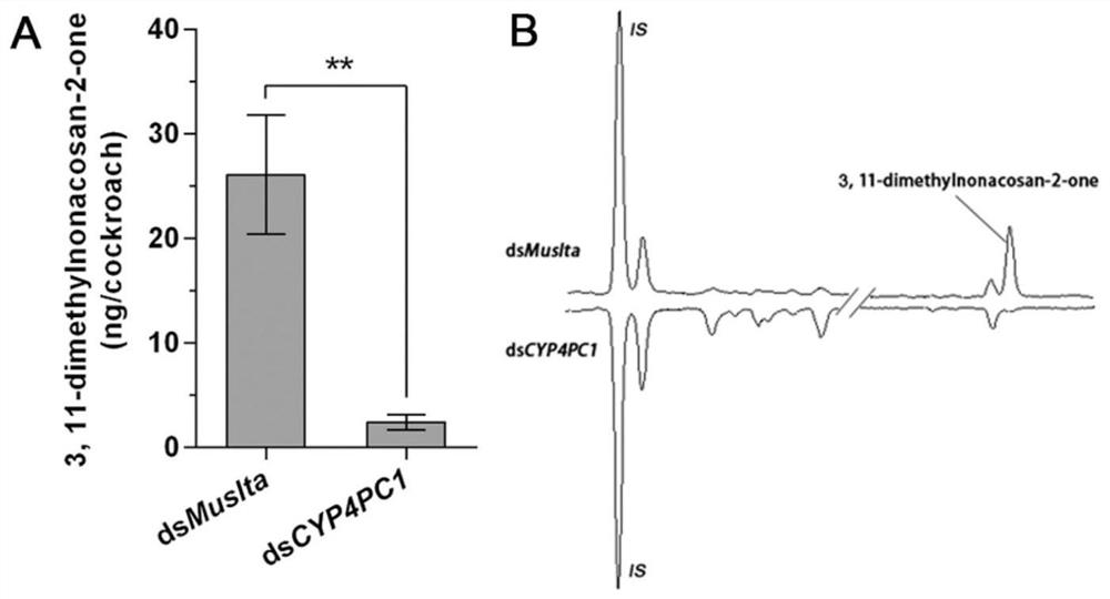 A gene, gene fragment, corresponding dsrna that regulates the synthesis of sex pheromone of the German cockroach, its preparation method and application