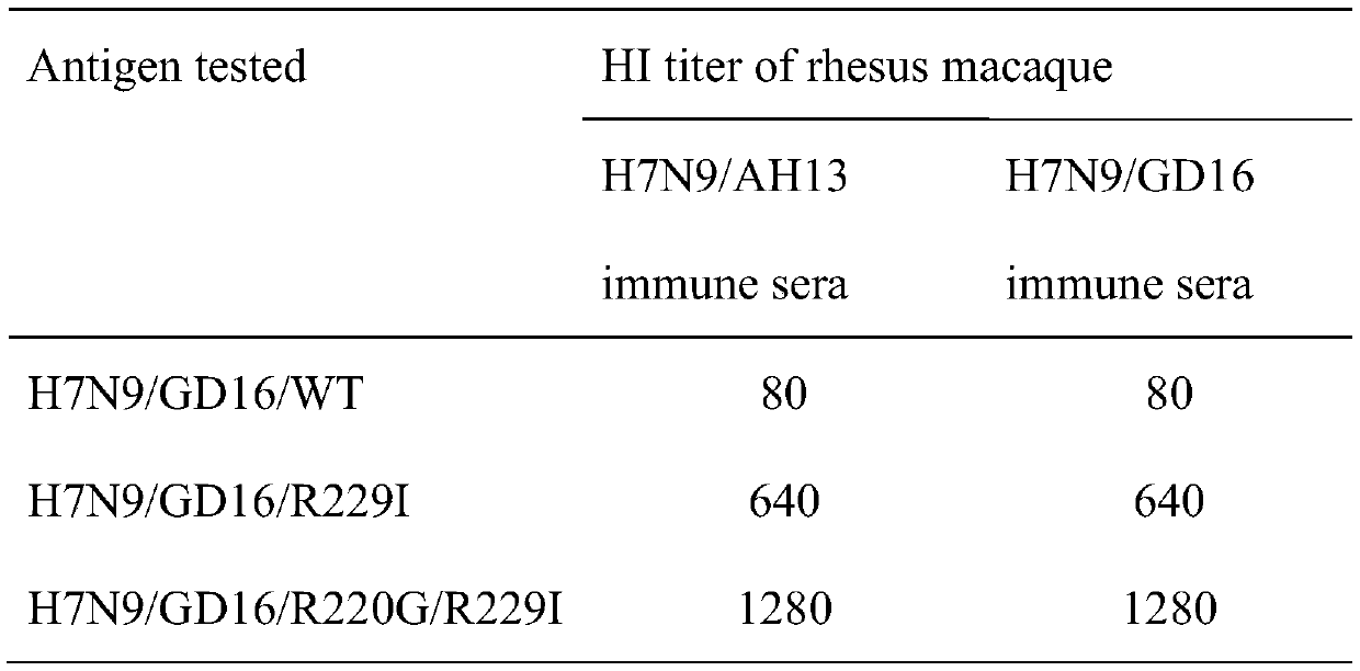 High-pathogenicity H7N9 avian influenza virus antigen with low receptor binding activity and preparation method of antigen