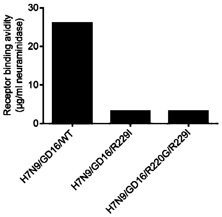 High-pathogenicity H7N9 avian influenza virus antigen with low receptor binding activity and preparation method of antigen