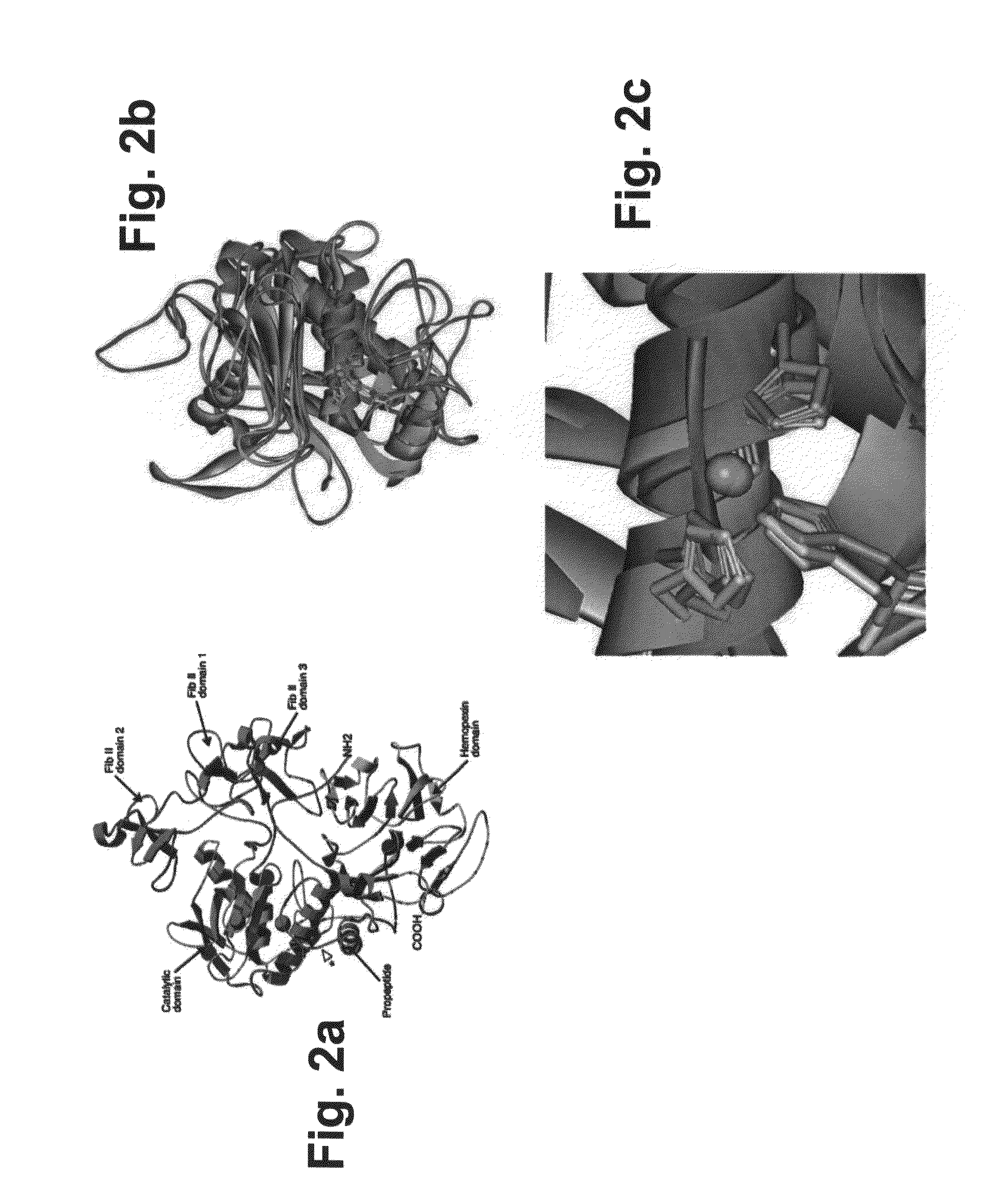 Antibodies and pharmaceutical compositions containing same useful for inhibiting activity of metalloproteins