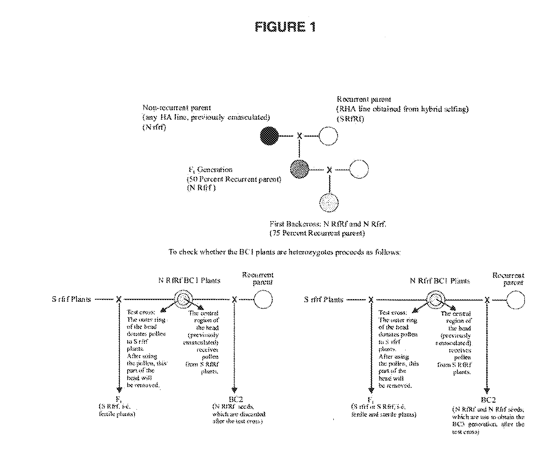 Method of obtaining female inbred lines from asteracea hybrids