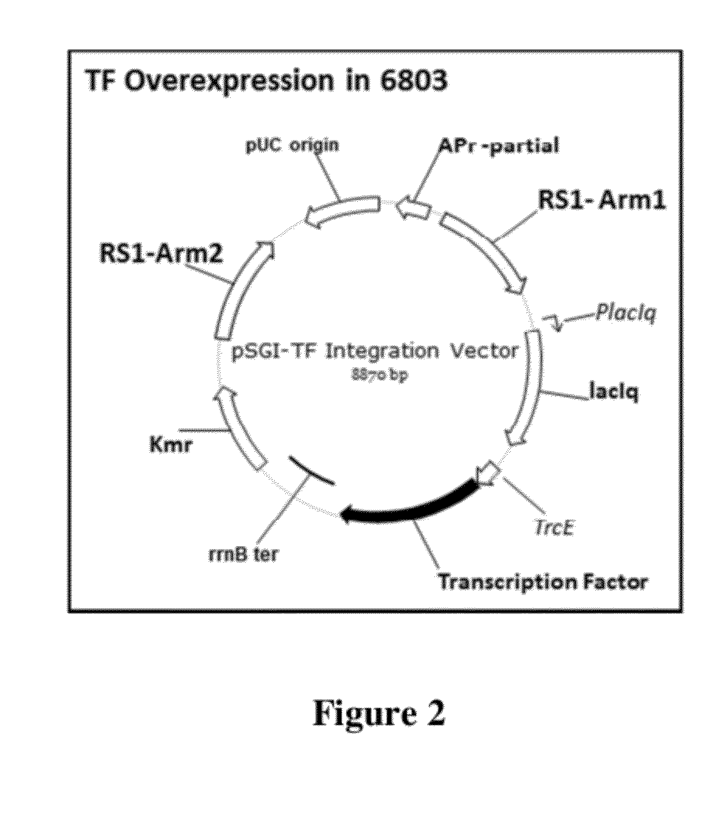 Recombinant cyanobacterium expressing a transcription factor domain protein