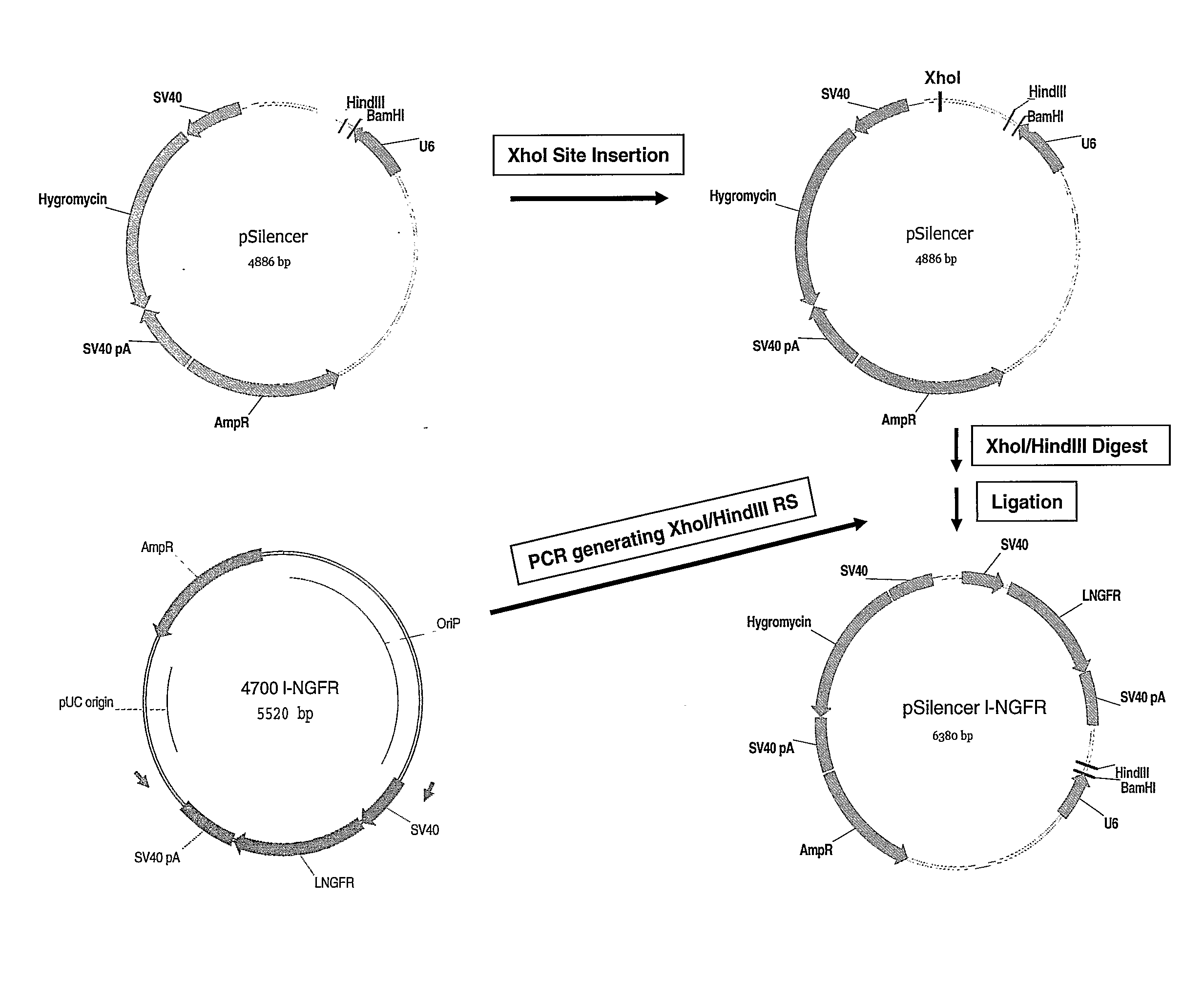 Method for Improved Selection of Rnai Transfectants