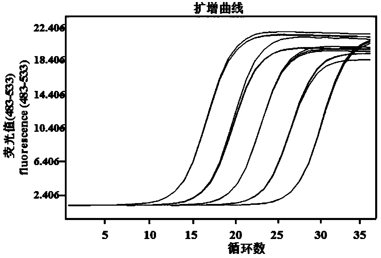 Real-time fluorescent quantitation PCR (Polymerase Chain Reaction) method for detecting Chinese cabbage verticillium pathogenic bacteria