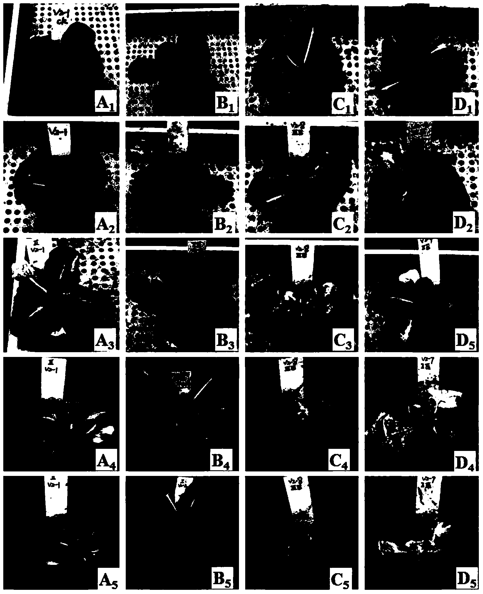 Real-time fluorescent quantitation PCR (Polymerase Chain Reaction) method for detecting Chinese cabbage verticillium pathogenic bacteria