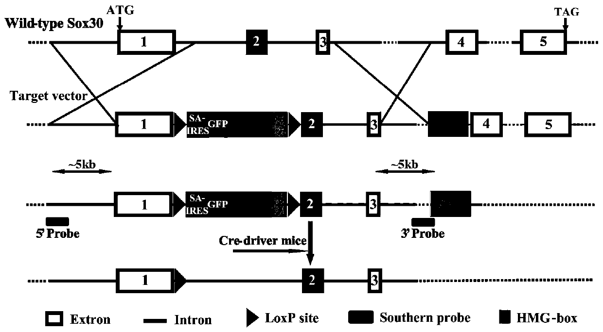 Construction method and application of Sox30 knockout and restorable mouse animal model