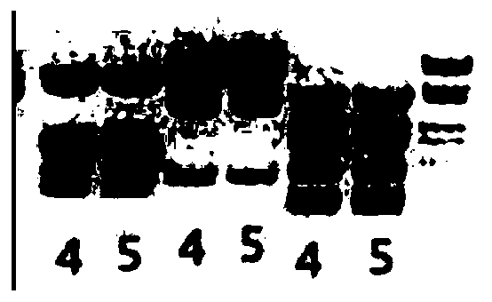 Construction method and application of Sox30 knockout and restorable mouse animal model