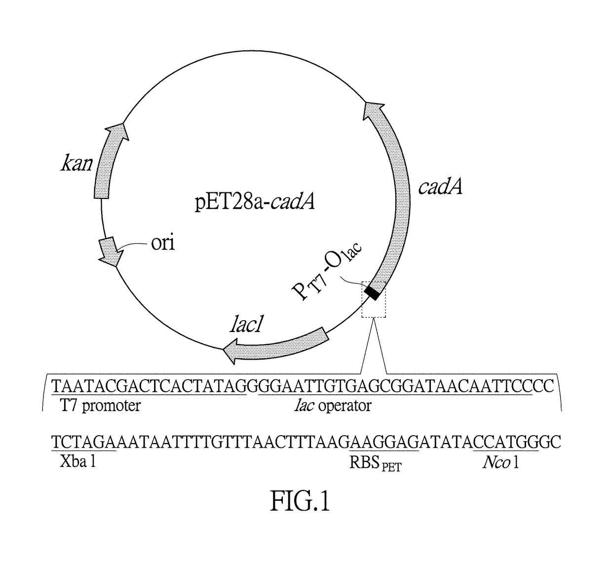 <i>E. coli </i>engineering bacteria producing 1,5-pentanediamine through whole cell catalysis and application thereof