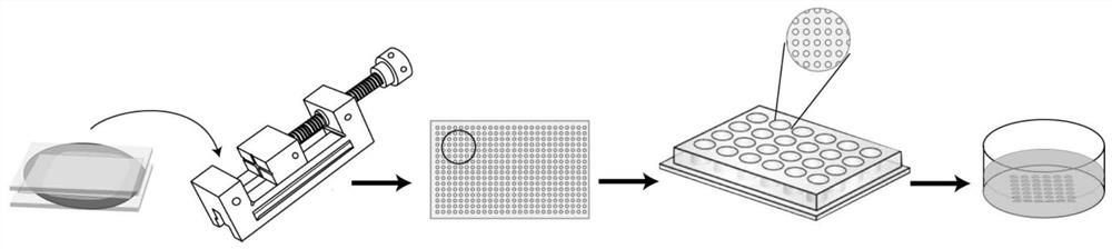 Brain organoid model and preparation method and application thereof