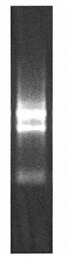 Lipase gene and recombinase thereof, and application of lipase gene in preparing optically active mandelic acid