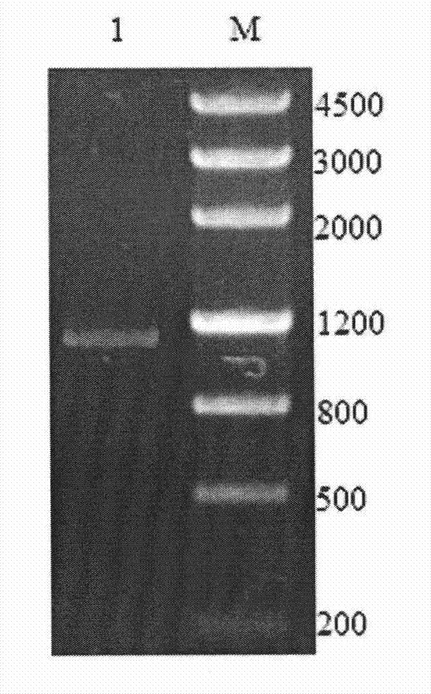 Lipase gene and recombinase thereof, and application of lipase gene in preparing optically active mandelic acid