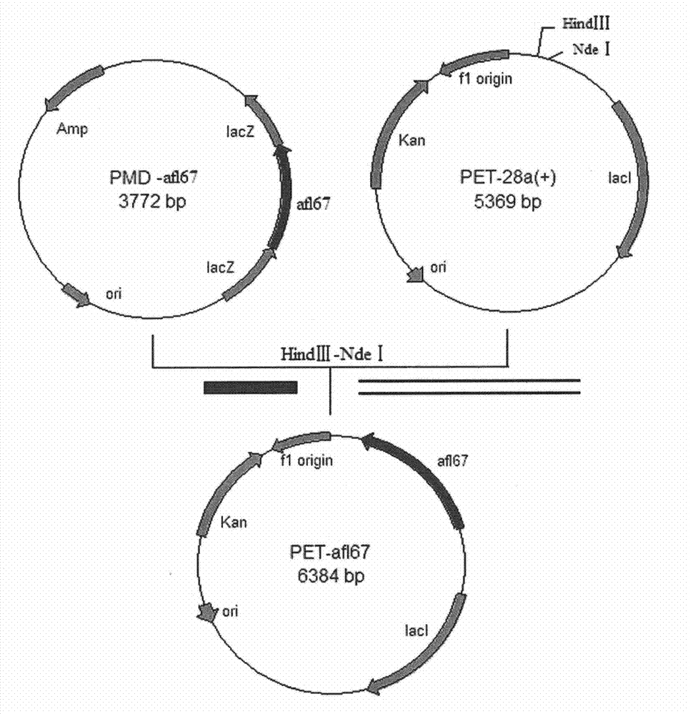 Lipase gene and recombinase thereof, and application of lipase gene in preparing optically active mandelic acid