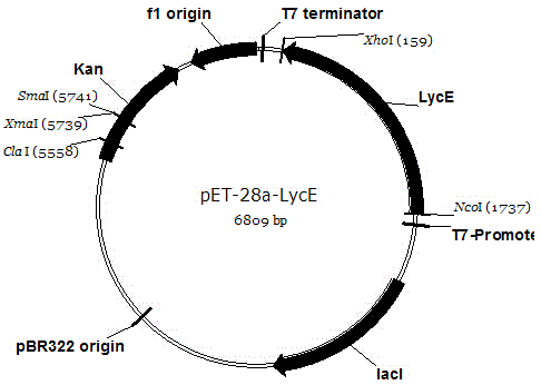 Wolfberry lycopene epsilon-cyclase gene and recombinant vector comprising gene