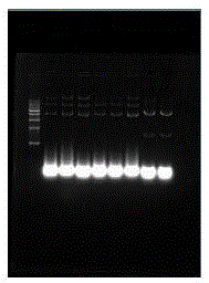 Wolfberry lycopene epsilon-cyclase gene and recombinant vector comprising gene