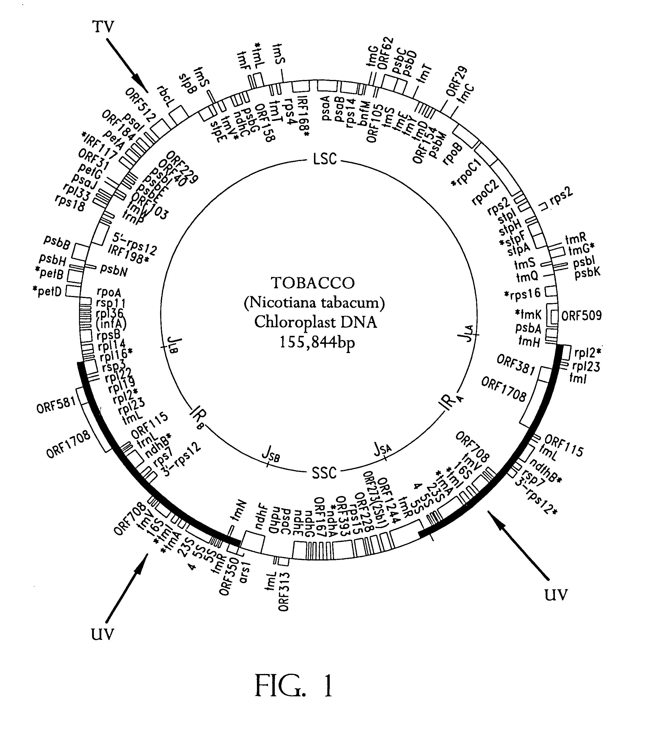 Universal chloroplast integration and expression vectors, transformed plants and products thereof