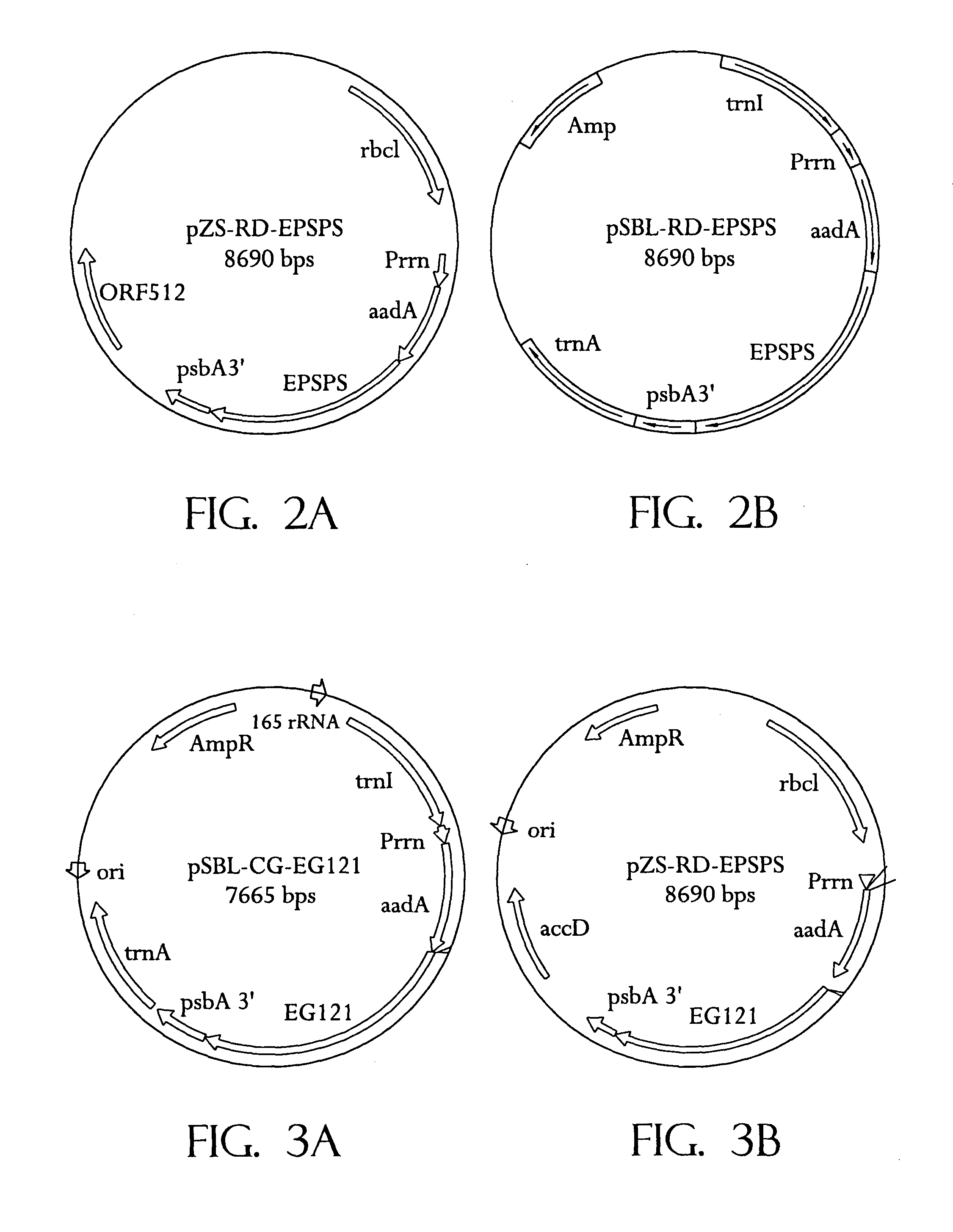 Universal chloroplast integration and expression vectors, transformed plants and products thereof