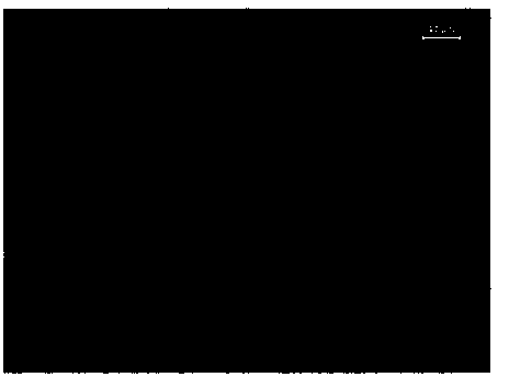 Metal powder injection molded high-strength martensite aged steel and preparation method thereof