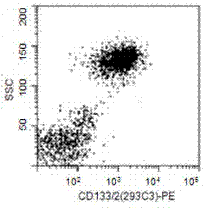 Breast cancer stem cell vaccine as well as preparation method and application thereof