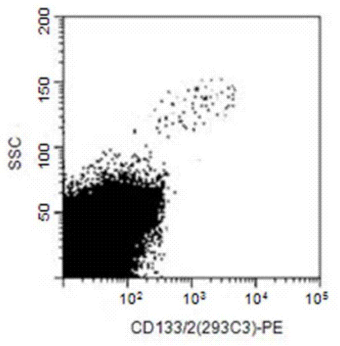 Breast cancer stem cell vaccine as well as preparation method and application thereof