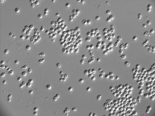 A method for enhancing the content of total vinegar total acid ester and reducing sugar by using high-yield indigenous aroma yeast to strengthen Daqu