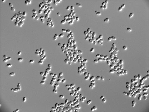 A method for enhancing the content of total vinegar total acid ester and reducing sugar by using high-yield indigenous aroma yeast to strengthen Daqu