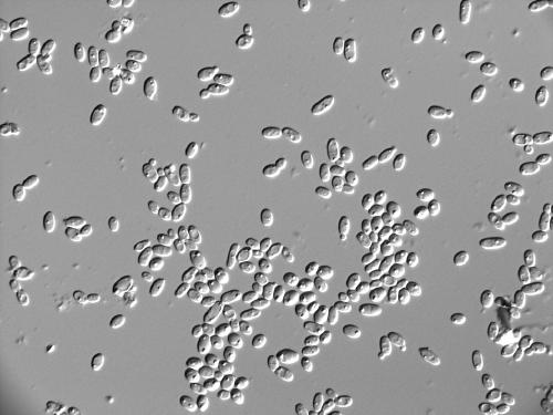 A method for enhancing the content of total vinegar total acid ester and reducing sugar by using high-yield indigenous aroma yeast to strengthen Daqu