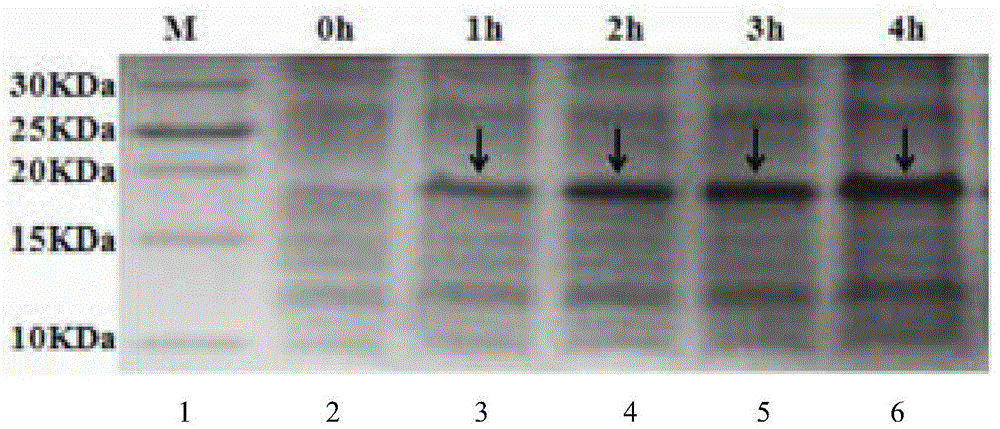 Heterozygous antibacterial and antiviral polypeptide as well as preparation method and application thereof