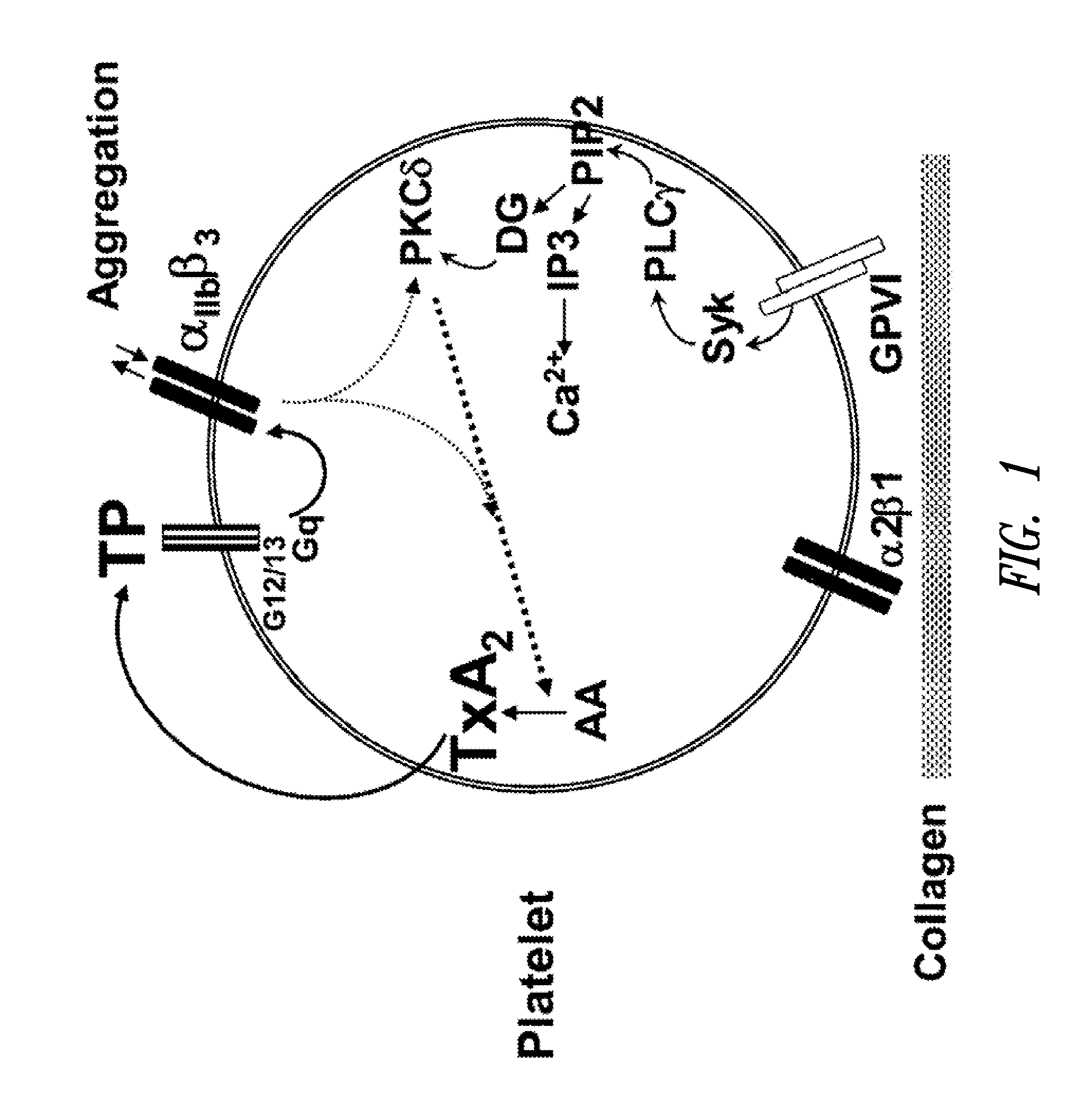 Unit dose formulations and methods of treating and preventing thrombosis with thromboxane receptor antagonists