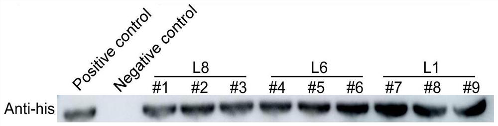 A wheat thiosynthase thi1 gene and its application in plant resistance to Chinese wheat mosaic virus