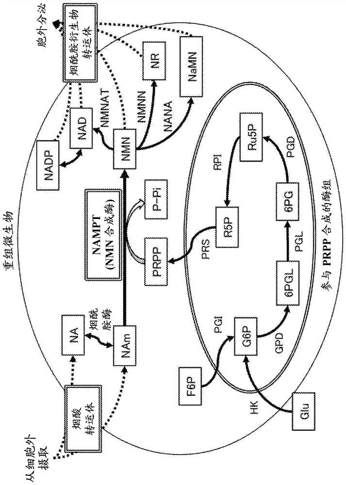 Genetically modified microorganism and method both for producing nicotinamide derivative, and vector for use in same