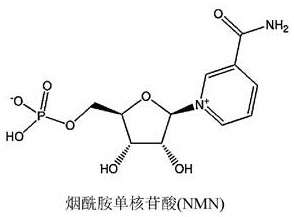 Genetically modified microorganism and method both for producing nicotinamide derivative, and vector for use in same