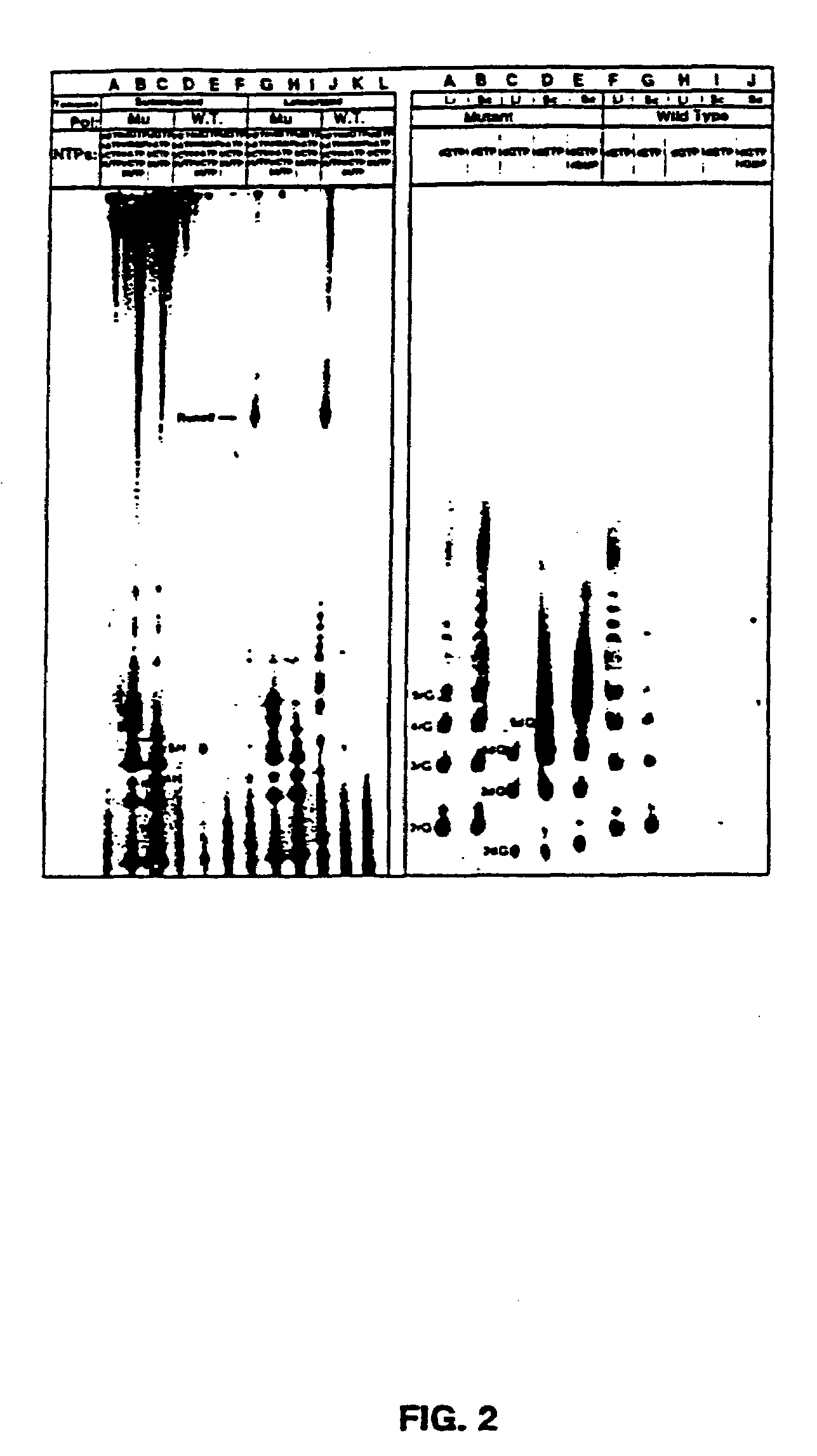 Methods for using double-mutant RNA polymerases with reduced discrimination between non-canonical and canonical nucleoside triphosphates