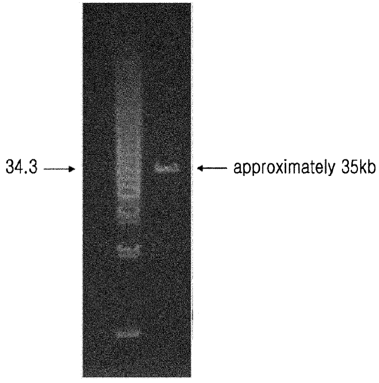 Isolated bacteriophage having <i>E. coli</i>-specific bactericidal activity and antibacterial composition comprising the same