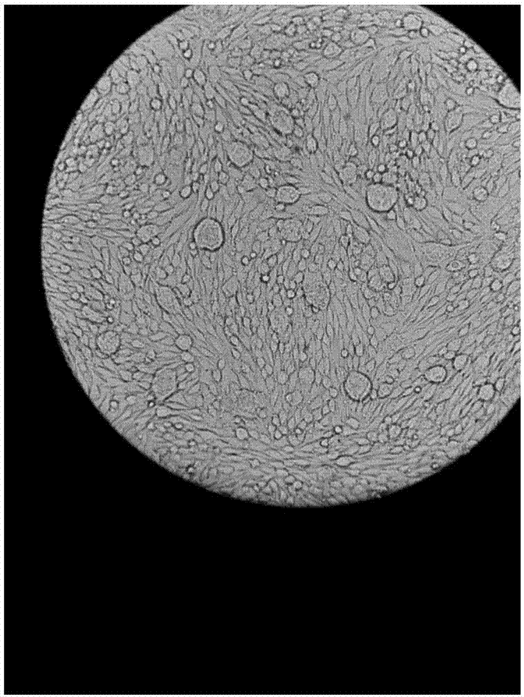 Antibacterial anti-virus hand cream and preparation method thereof