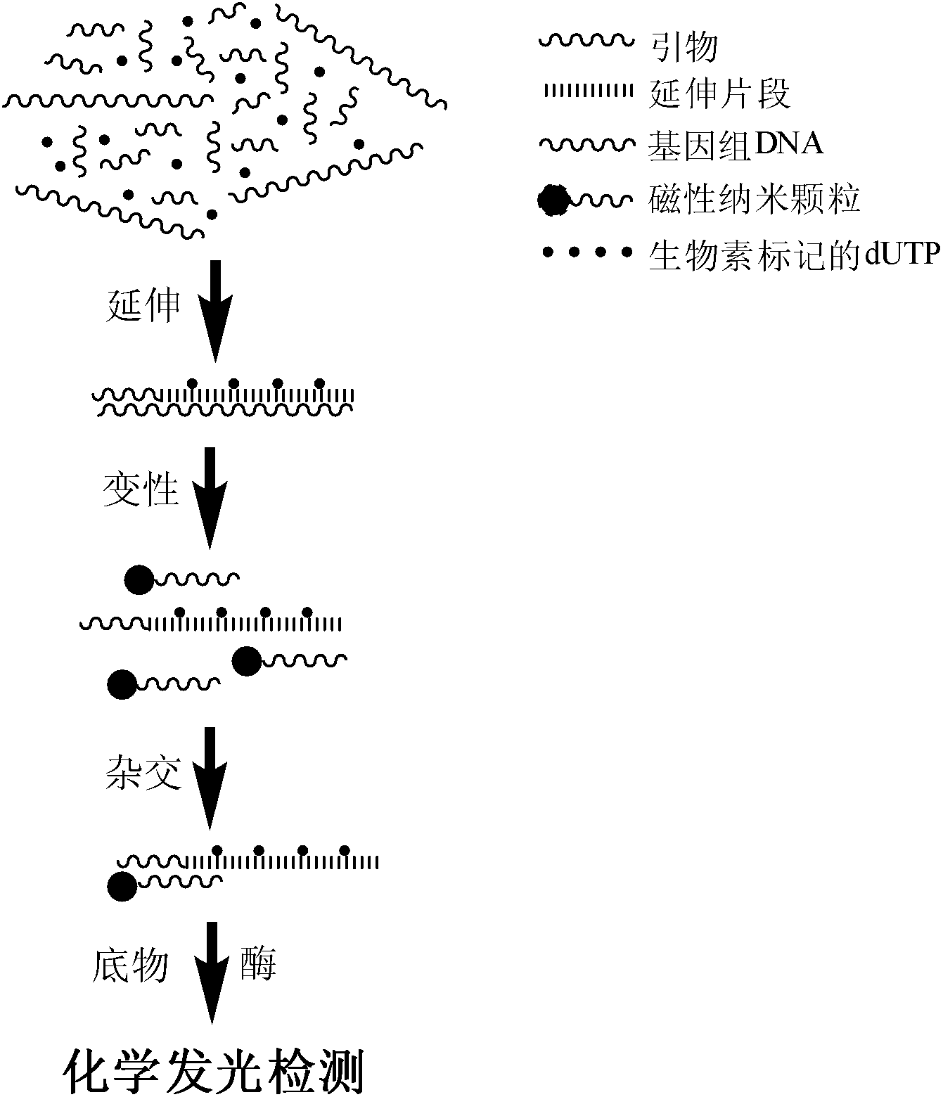 Chemiluminescence detection method for copy number polymorphism based on magnetic separation and primer extension