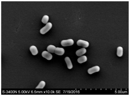 Antarctic krill symbiotic bacteria, Antarctic krill antioxidant peptide, preparation method and application thereof