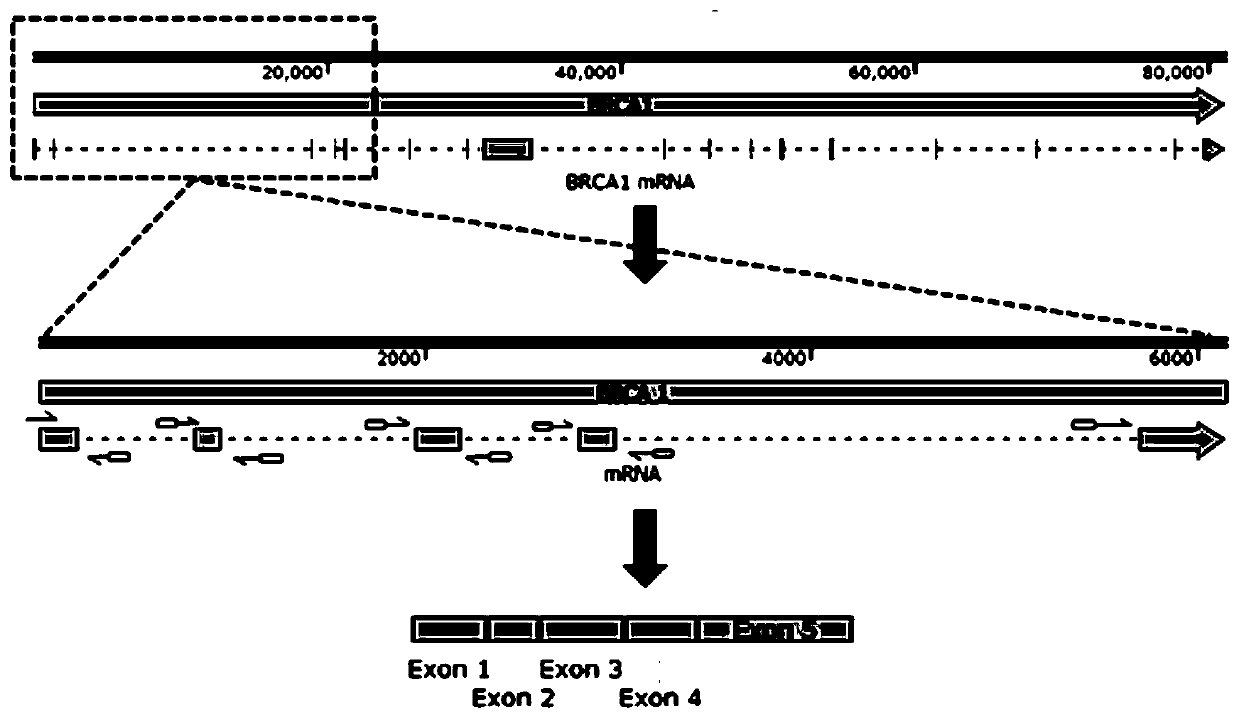 A method for exome assembly and sequencing