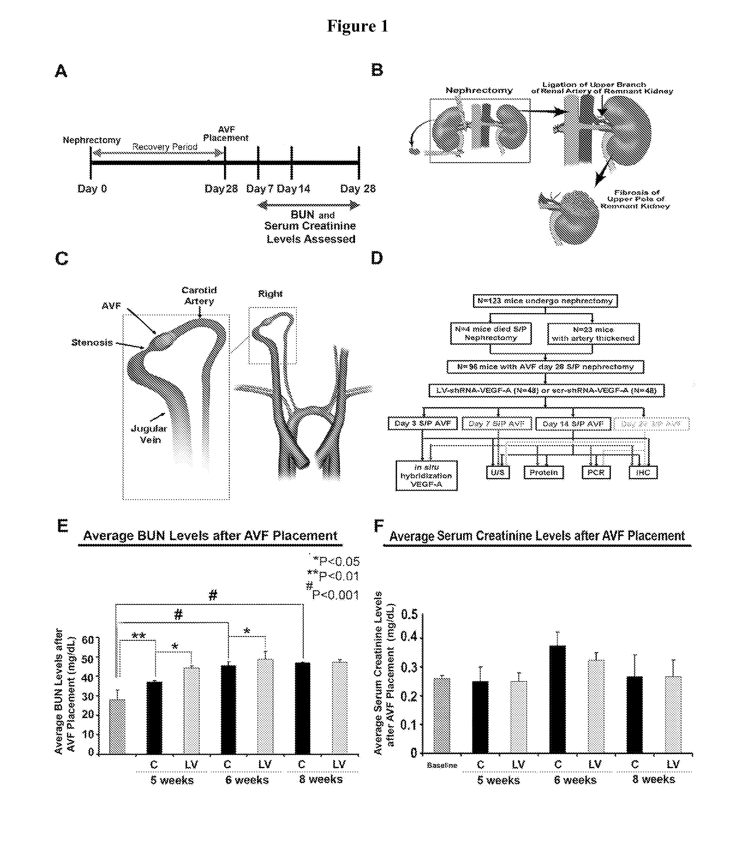 Methods and materials for reducing venous stenosis formation of an arteriovenous fistula or graft