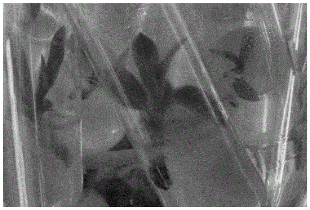 Method for tissue culture and propagation of Panlong ginseng