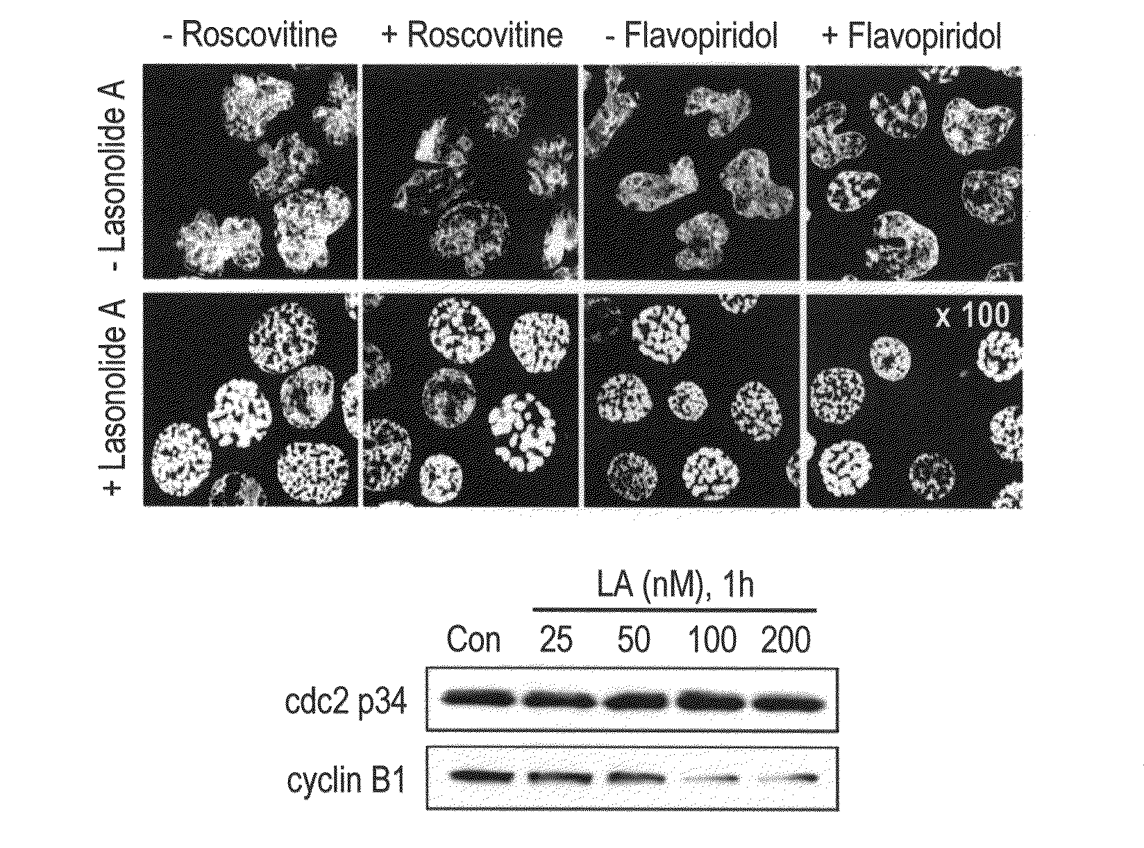 Lasonolide compounds as reagents for inducing premature chromosome condensation and methods for treating disorders