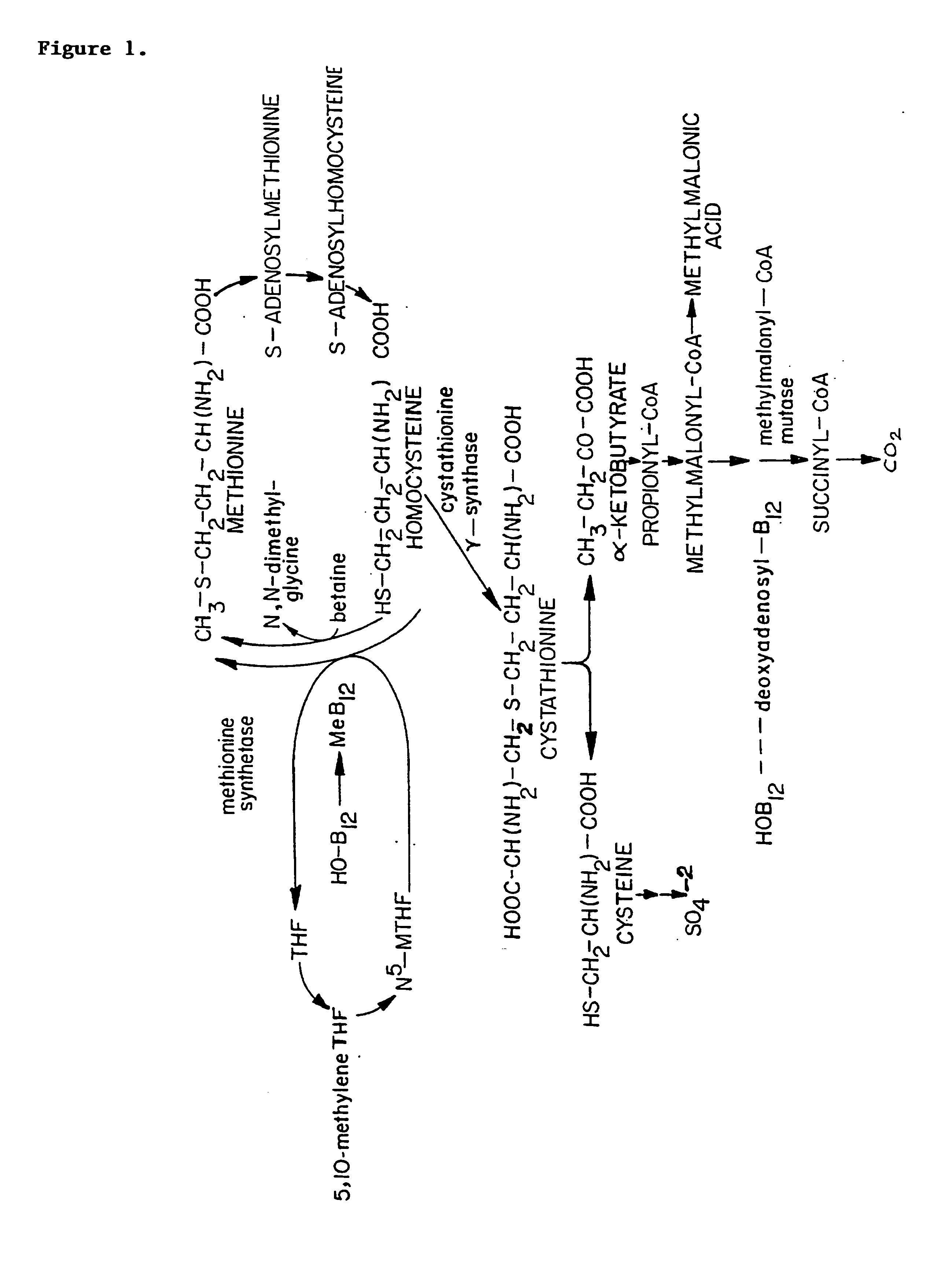 Treatment and prevention of elevated homocysteine