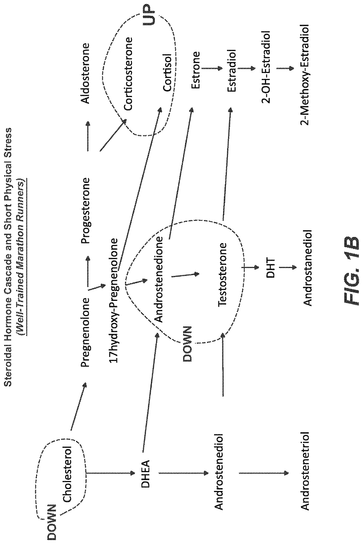 Compositions and methods to regulate hormonal cascades in stress disorders
