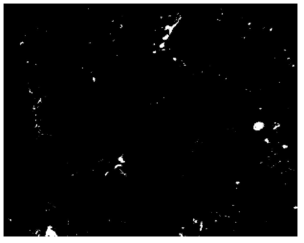 Low temperature resistance straw mushroom bacterial and breeding method thereof