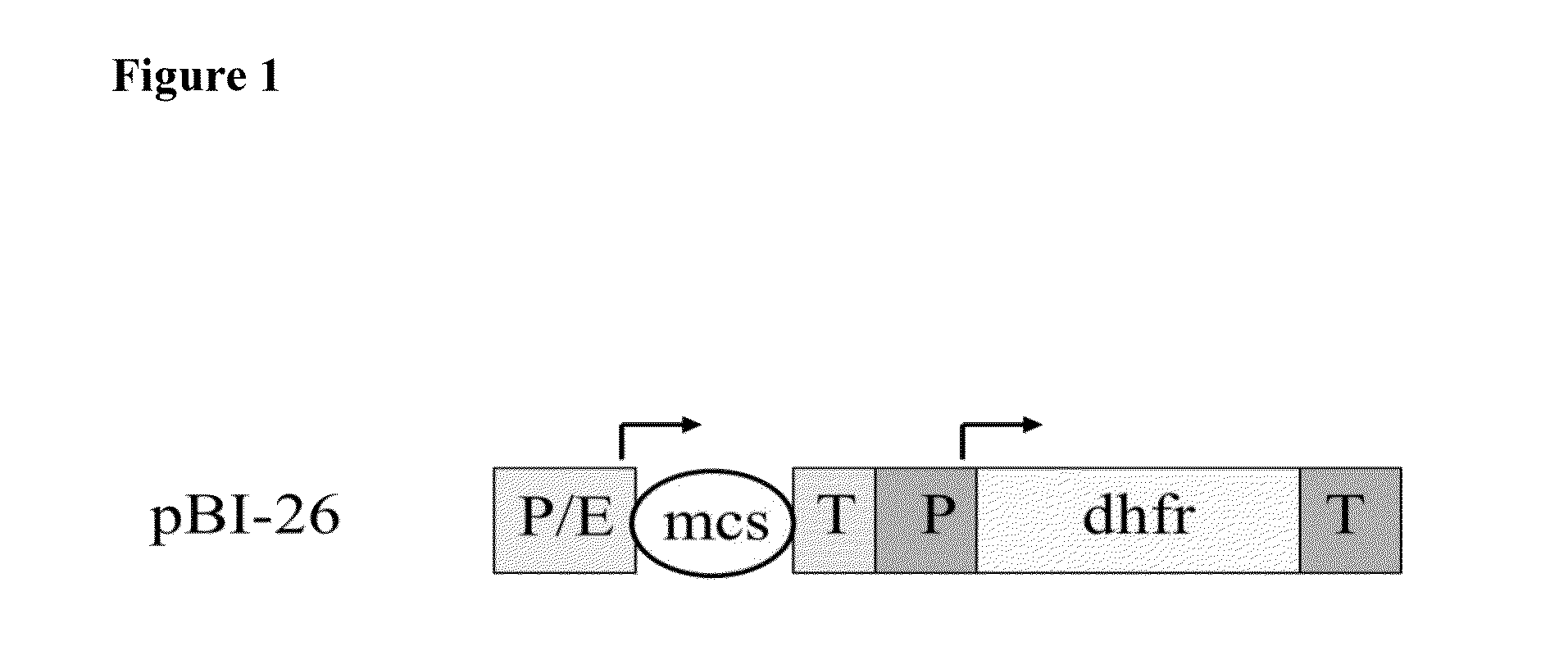 Artificial introns