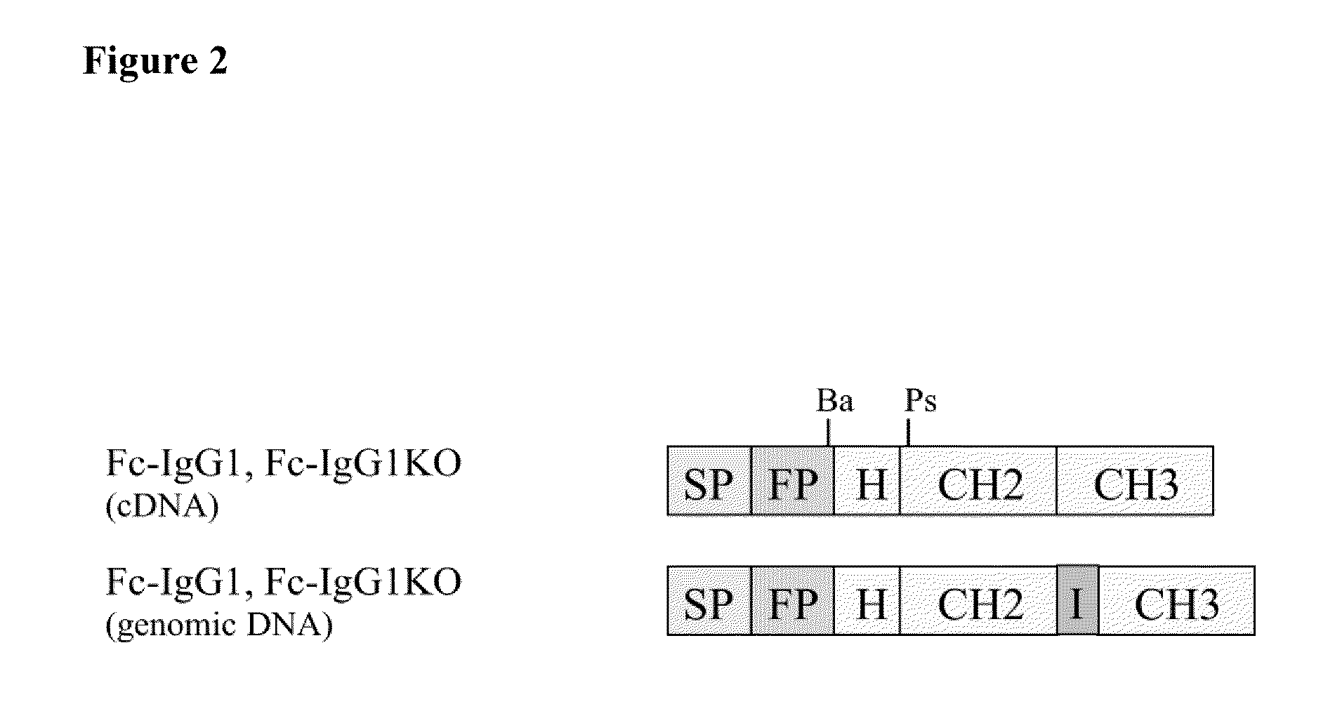 Artificial introns