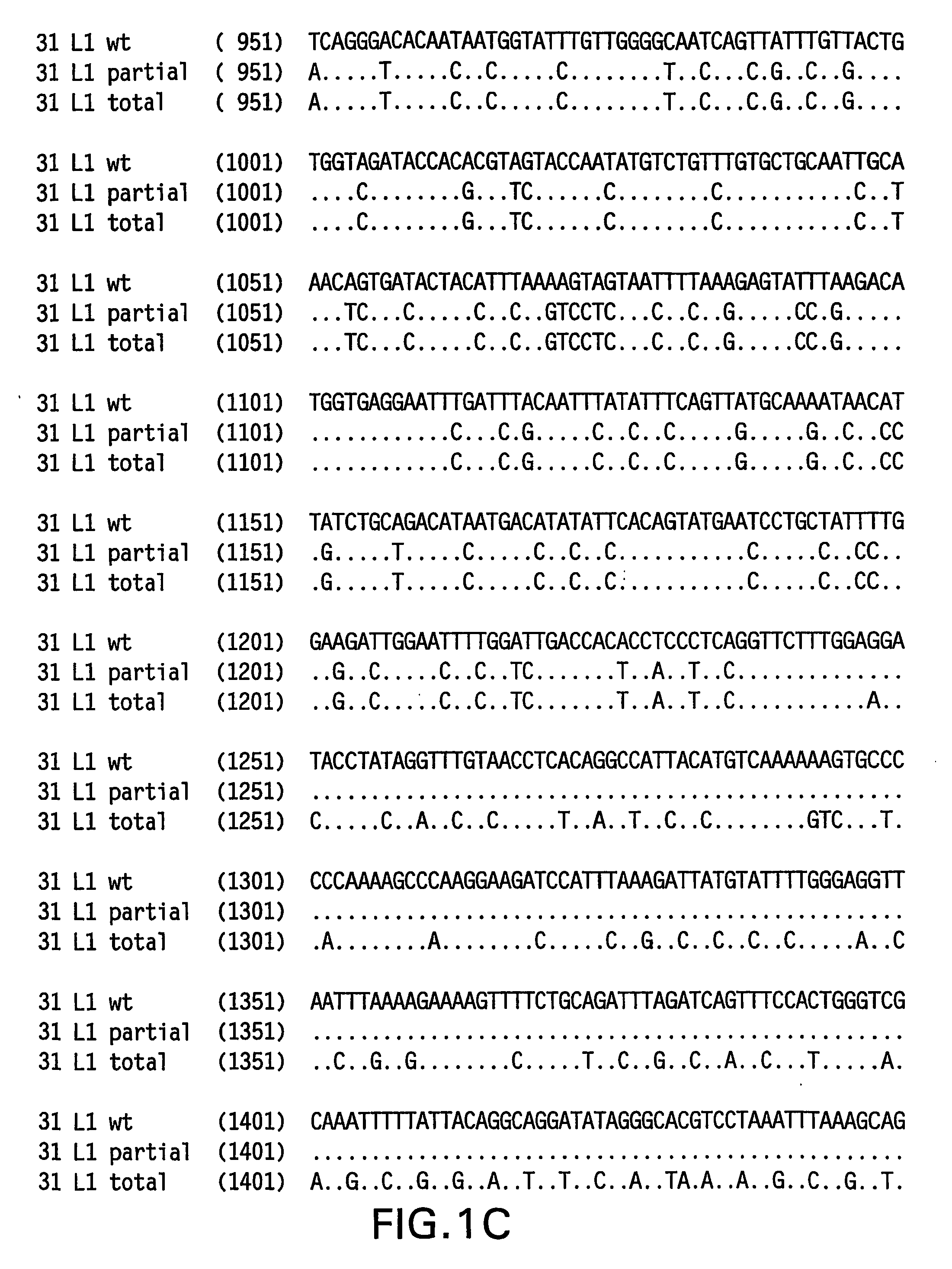 Codon-optimized papilloma virus sequences