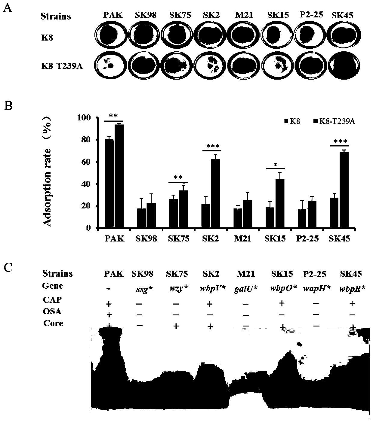 Pseudomonas aeruginosa phage K8 hypothetical protein GP075, mutant strain, mutant protein and application thereof