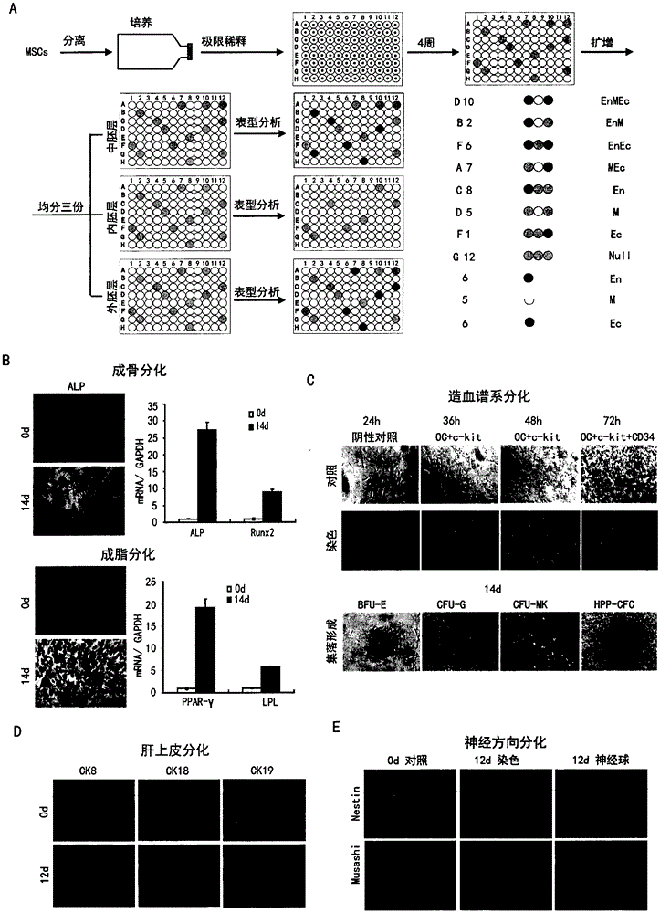 Subtotipotent stem cell products and their epigenetic modification tags