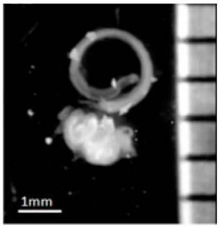 In-vitro isolated culture method for inner ear hair cells