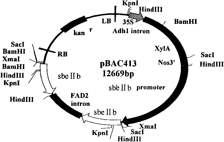 Method utilizing RNA interference technique to breed corn with enhanced content of amylose